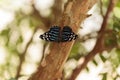 Starry night cracker butterfly Hamadryas laodamia