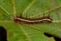 Starry Night Cracker caterpillar butterfly