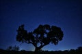 Silhouette of a tree against the starry sky on a warm summer night in the countryside.