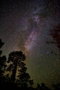 Starry night sky with milky way and tall tree silhouettes