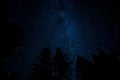 Starry night in the sky with trees silhouettes