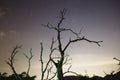 Starry Night Sky with Withered trees