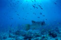 Starry pufferfish, Arothron stellatus