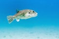 Starry Pufferfish - Perhentian Islands, Malaysia Royalty Free Stock Photo