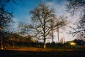 Starry skies over trees in garden