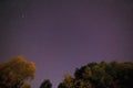 Starry sky above trees Royalty Free Stock Photo