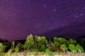 Starry sky above tropical trees