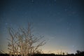 Starry sky over lonely tree