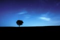 Starry sky over lonely tree silhouette.Night landscape.