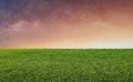 Starry sky with sunlight over green grass