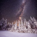 Starry sky and trees in hoarfrost Royalty Free Stock Photo