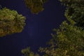 Starry sky with treetops all around