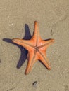 starry star fish in the seashore