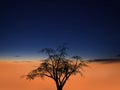 starry sunset with tree Royalty Free Stock Photo