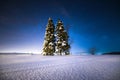 Starry winter night. Christmas trees on a snowy field under the starry winter sky. Magic Christmas night