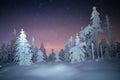 Starry winter night landscape with snow-covered trees