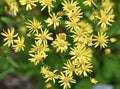 Common Ragwort