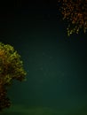 Stars beyond the leaves â peaceful night view Royalty Free Stock Photo