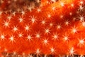Stars of coral Royalty Free Stock Photo