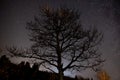 Stars shine behind an aspen tree in winter Royalty Free Stock Photo
