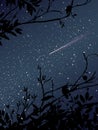 Stars on the sky at night with meteor and trees Royalty Free Stock Photo
