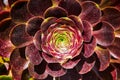 Starstruck petals in maroon center of succulent close up of center spiral glowing with cosmic energy