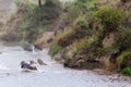 Start Crossing Wildebeest at Mara River. Kenya, Africa Royalty Free Stock Photo