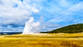 The start of an Eruption of the famous Old Faithful Geyser, a Cone Geyser in the Upper Geyser Basin, in Yellowstone National Park Royalty Free Stock Photo