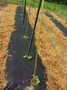 Garden Black Plastic and Pole Beans Royalty Free Stock Photo