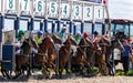 Start horse race in Pyatigorsk hippodrome Royalty Free Stock Photo