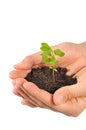 Start new life, hands holding sapling Royalty Free Stock Photo