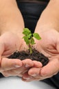Start new life, hands holding sapling Royalty Free Stock Photo