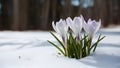 Start of spring symbolized by crocus flower emerging from snow