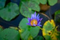 Start to bloom Blue Lotus