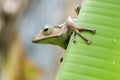 Long Eared Frog Borneo Royalty Free Stock Photo