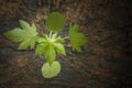 Start up business concept plant growing out of tree stump new development and renewal of emerging leadership success Royalty Free Stock Photo