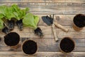 start an urban vegetable garden at home. sowing tools and seedbeds with plants to plant at home Royalty Free Stock Photo