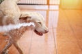 Start washing labrador dog Royalty Free Stock Photo