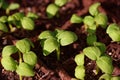 Starter plants Royalty Free Stock Photo