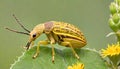 Starthistle hairy weevil destructive crop insect Royalty Free Stock Photo