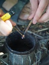 Experienced master bee keeper in his apiary setting a fire in a bee smoker.