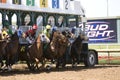 Starting Gate at Lone Star Park