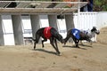 Starting gates for greyhound racing dogs