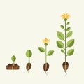 Starting with a seed sprouting from soil, it develops a small green Royalty Free Stock Photo