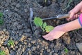 Starting in a springtime. Planting first kohlrabi seedlings in a kitchen garden. Royalty Free Stock Photo