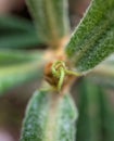 Starting sprout of Loquat tree leaf Royalty Free Stock Photo