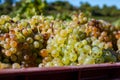 Starting of wine making process, harvesting of white Vermentino or Rolle grapes on vineyards in Cotes de Provence, region