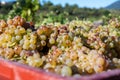 Starting of wine making process, harvesting of white Vermentino or Rolle grapes on vineyards in Cotes de Provence, region