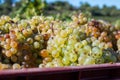 Starting of wine making process, harvesting of white Vermentino or Rolle grapes on vineyards in Cotes de Provence, region