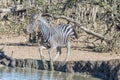 Startled burchells zebra, Equus quagga burchellii, jumping Royalty Free Stock Photo